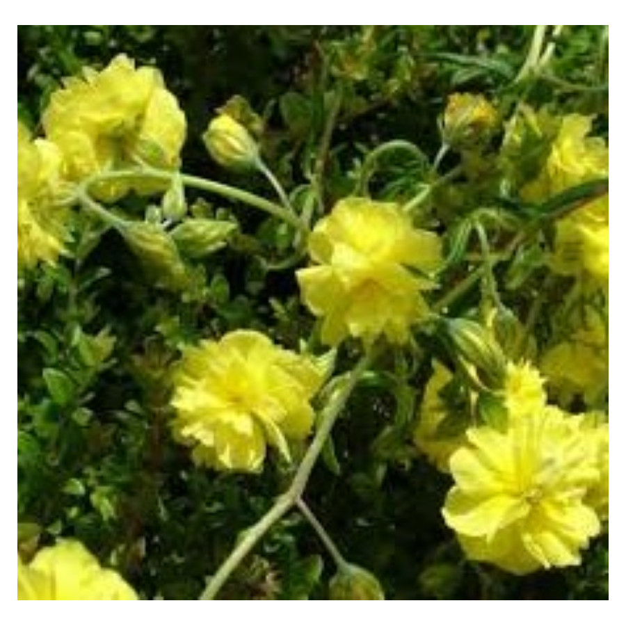 Helianthemum Sulphureum Plenum-posłonek