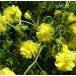 Helianthemum Sulphureum...