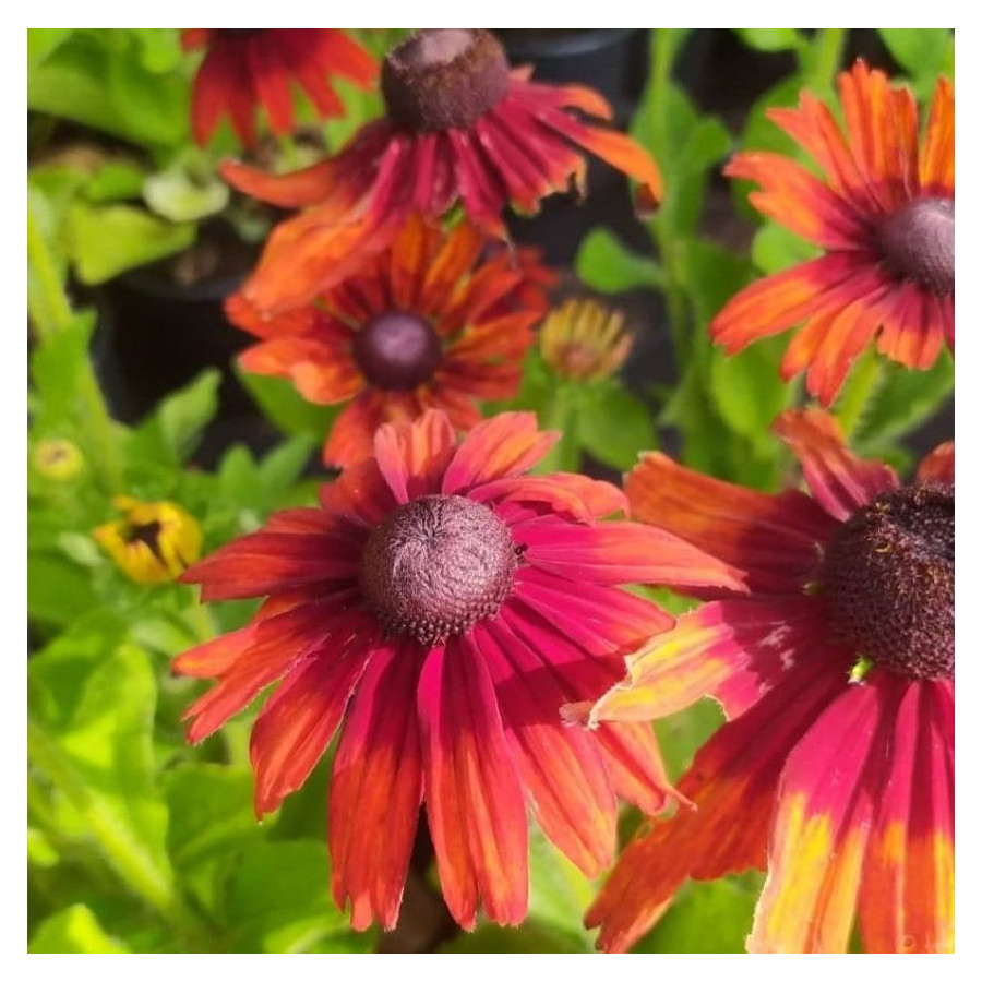 Rudbeckia SmileyZ Joyfull Rudbekia