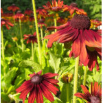 Rudbeckia SmileyZ Joyfull Rudbekia