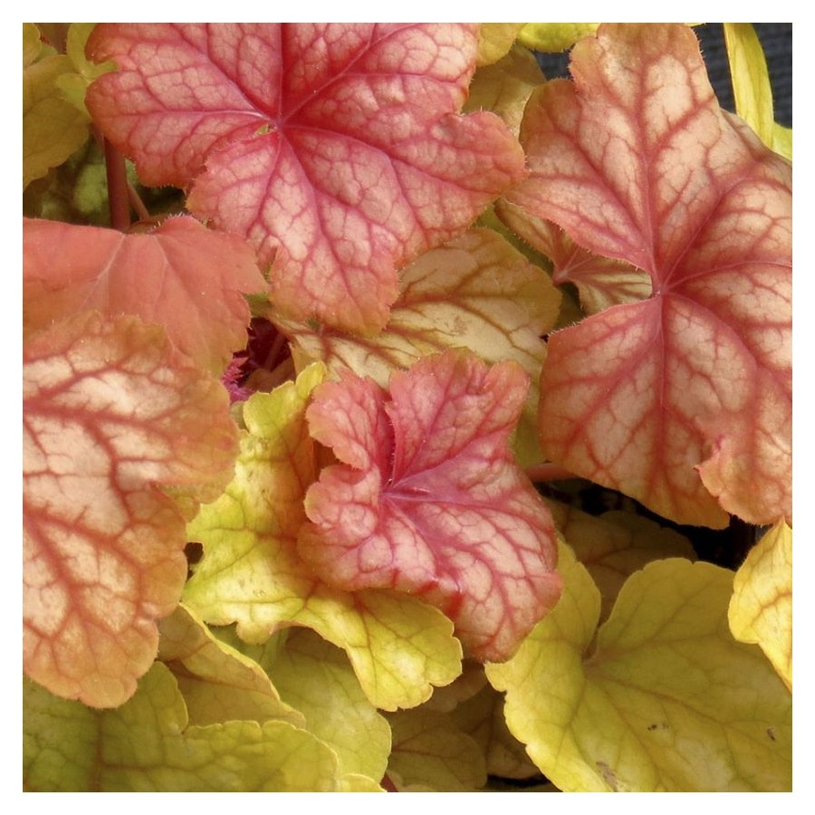 Heuchera Champagne Żurawka