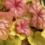 Heuchera Champagne Żurawka