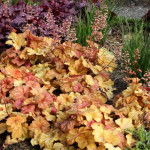 Heuchera Champagne Żurawka