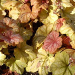 Heuchera Champagne Żurawka