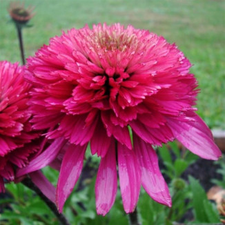 Echinacea Southern Belle...