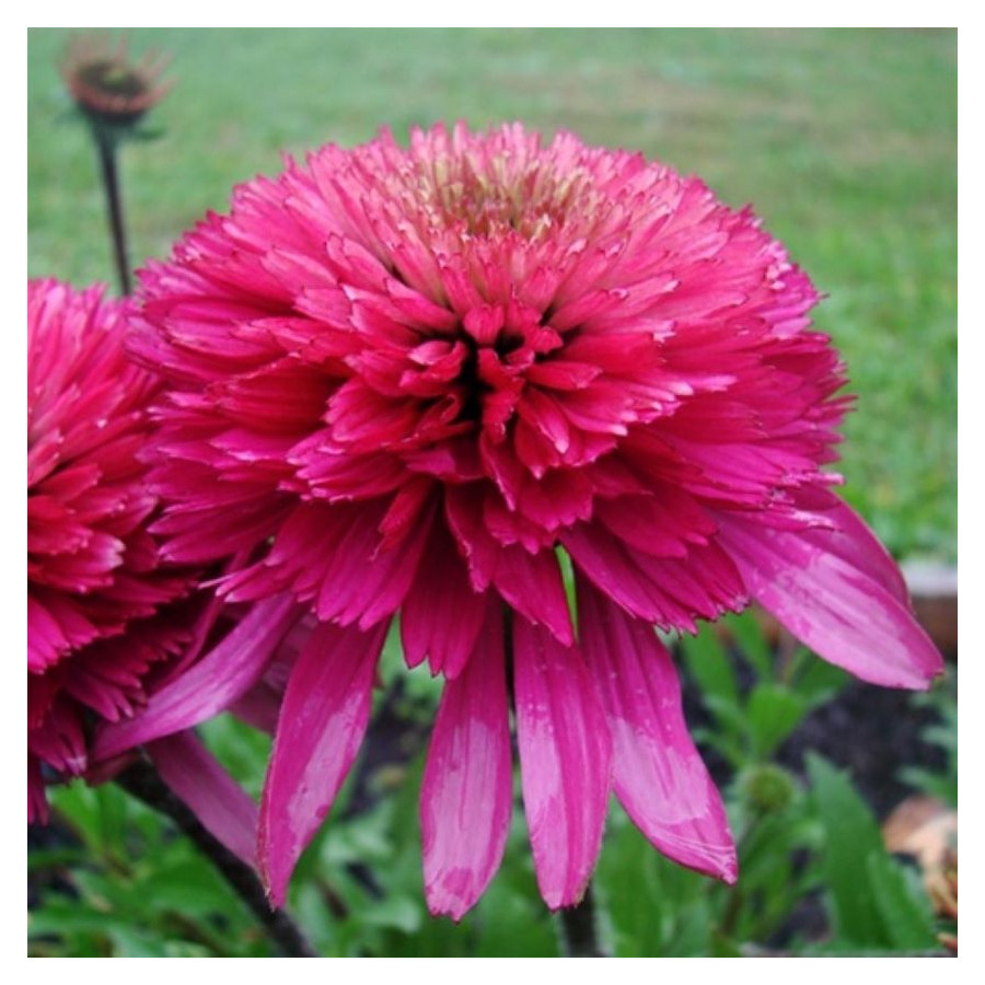 Echinacea Southern Belle Jeżówka