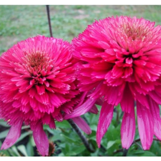 Echinacea Southern Belle...