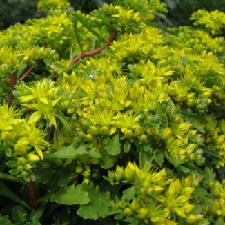 Sedum hybridum Czar's Gold...