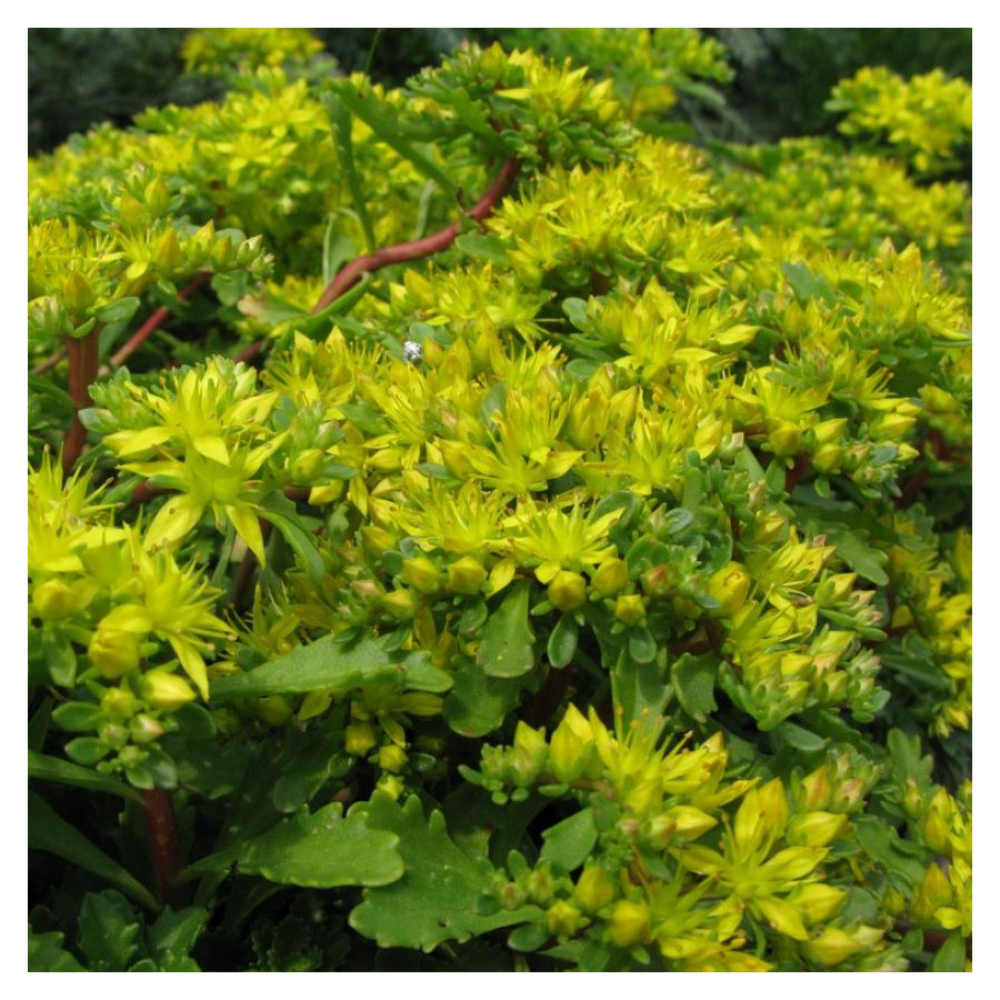 Sedum hybridum Czar's Gold Rozchodnik