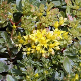 Sedum hybridum Czar's Gold...