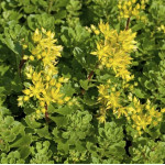 Sedum hybridum Czar's Gold Rozchodnik