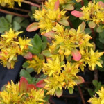 Sedum hybridum Czar's Gold Rozchodnik