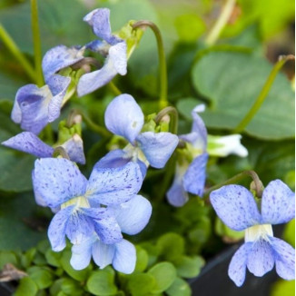 Viola sororia Dark Freckles...