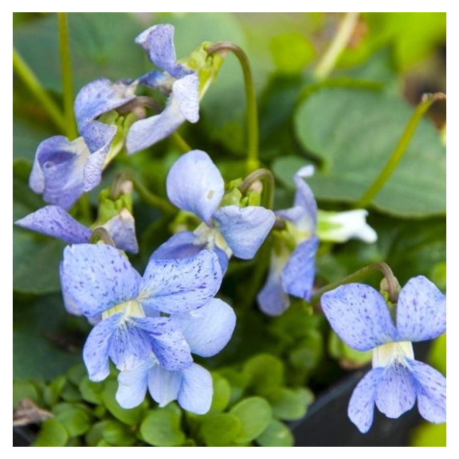 Viola sororia Dark Freckles Fiołek motylkowaty