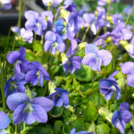 Viola sororia Dark Freckles Fiołek motylkowaty