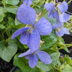 Viola sororia Dark Freckles Fiołek motylkowaty