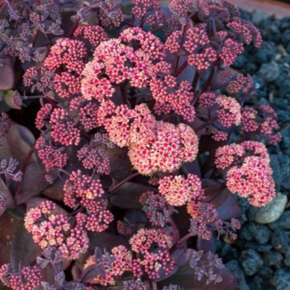 Sedum telephium Oriental...