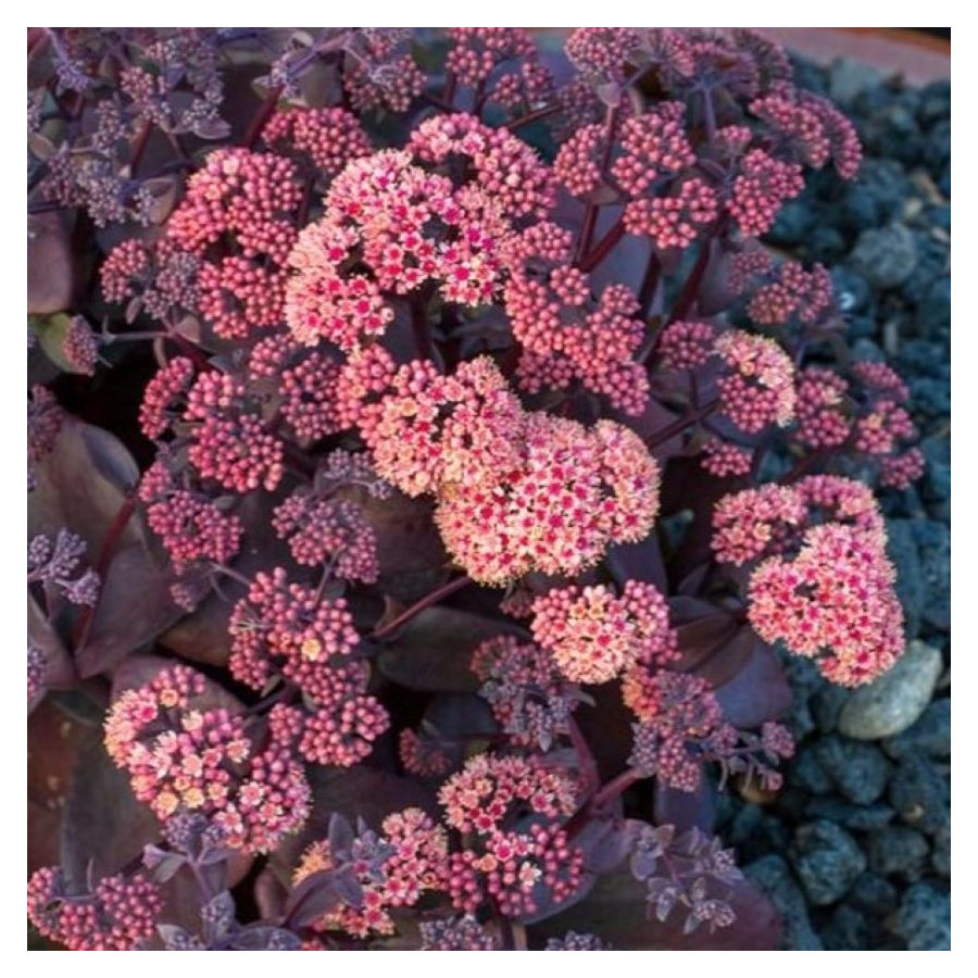 Sedum telephium Oriental Dancer Rozchodnik karpacki