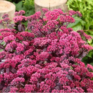 Sedum telephium Oriental...