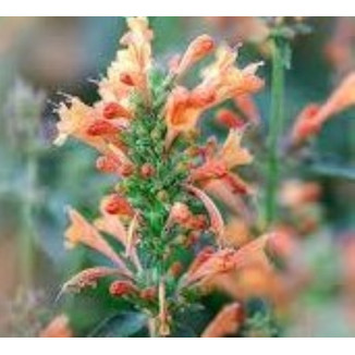 Agastache Rugosa Fleur