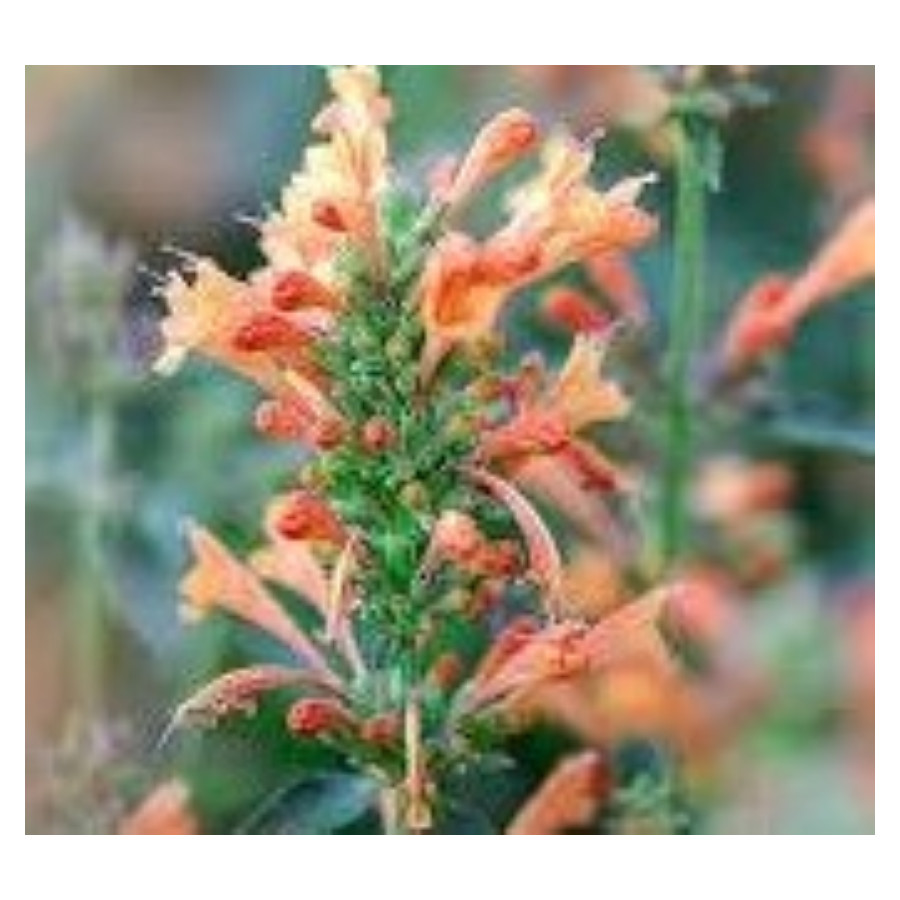 Agastache Rugosa Fleur