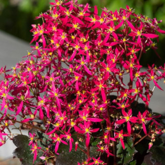 Saxifraga cortusifolia Taja...