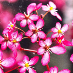 Saxifraga cortusifolia Toni Skalnica zarzyczkolistna