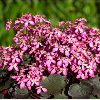 Saxifraga cortusifolia Toni...