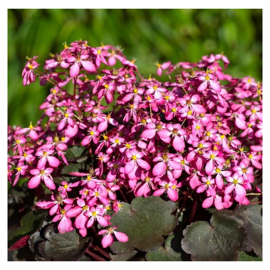 Saxifraga cortusifolia Toni Skalnica zarzyczkolistna