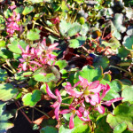 Saxifraga cortusifolia Trina Skalnica zarzyczkolistna