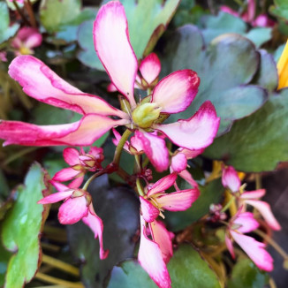 Saxifraga cortusifolia...