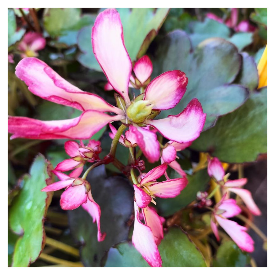 Saxifraga cortusifolia Trina Skalnica zarzyczkolistna