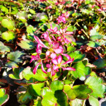 Saxifraga cortusifolia Trina Skalnica zarzyczkolistna