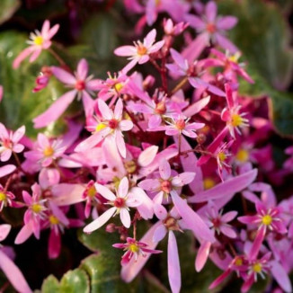 Saxifraga cortusifolia...