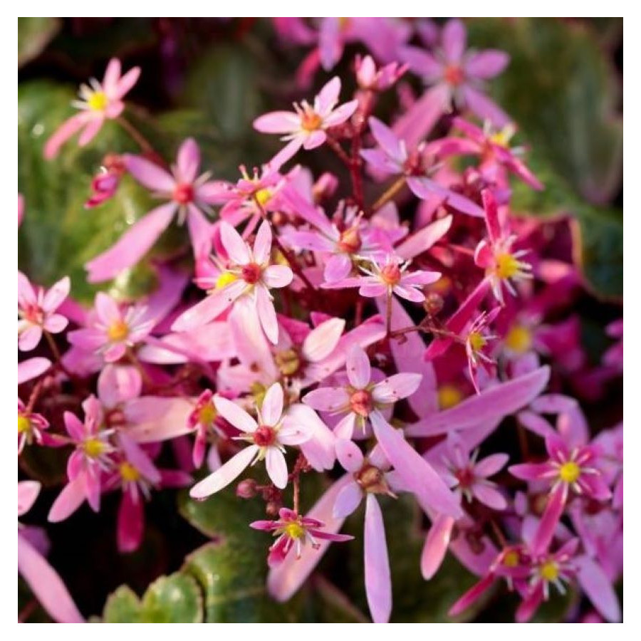 Saxifraga cortusifolia Twinkie Skalnica zarzyczkolistna