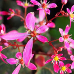 Saxifraga cortusifolia Twinkie Skalnica zarzyczkolistna