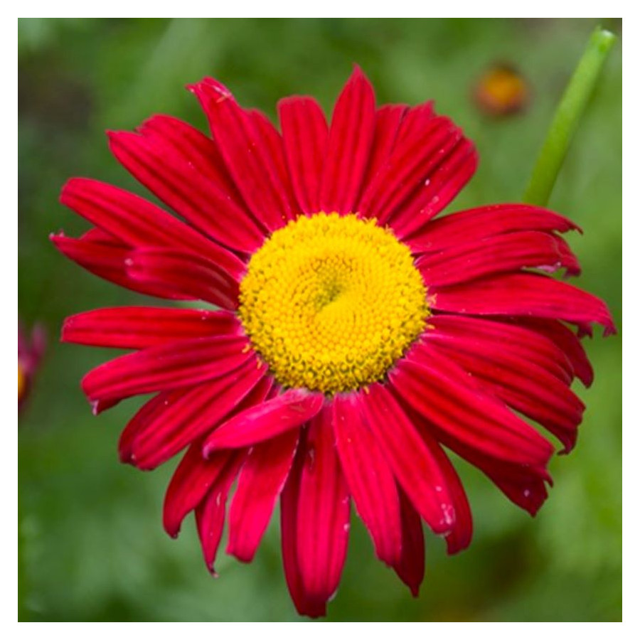 Leucanthemum coccineum Robinson's Red Złocień