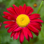 Leucanthemum coccineum Robinson's Red Złocień