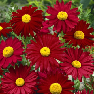 Leucanthemum coccineum...