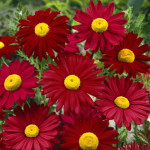 Leucanthemum coccineum Robinson's Red Złocień różowy