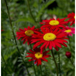 Leucanthemum coccineum Robinson's Red Złocień