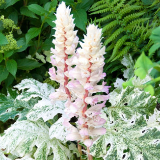 Acanthus mollis Whitewater...