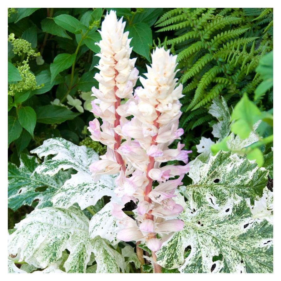 Acanthus mollis Whitewater Akant miękki