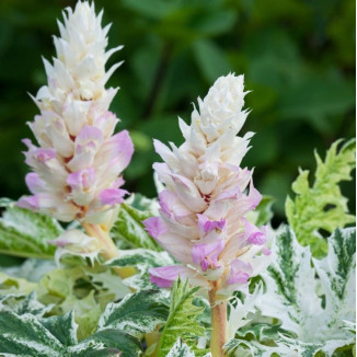 Acanthus mollis Whitewater...