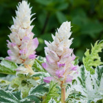 Acanthus mollis Whitewater Akant miękki