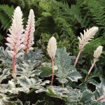 Acanthus mollis Whitewater Akant miękki