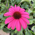 Echinacea sensation Wild...