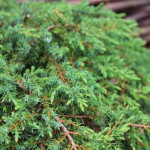 Juniperus Green Carpet...