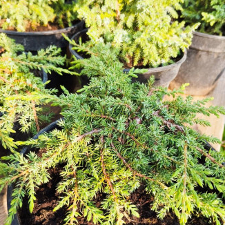 Juniperus Green Carpet...