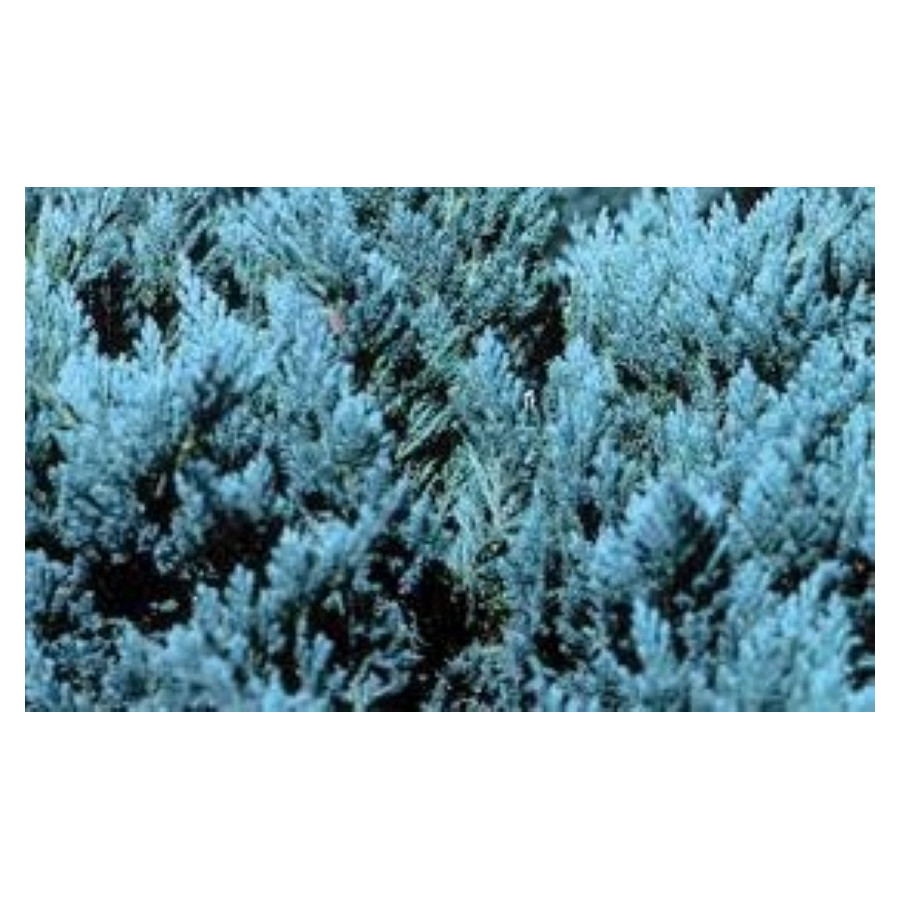 Juniperus Blue Chip